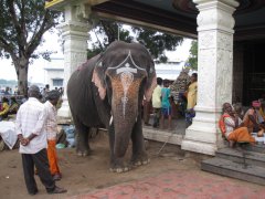 05-Temple elephant
